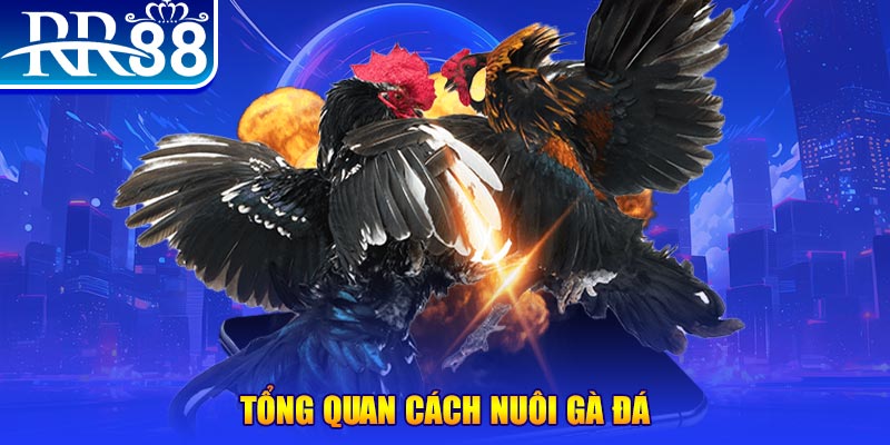 14winvn VA Điện Tử