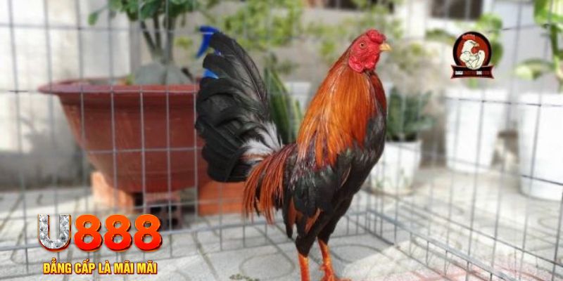 14winvn casino máy tính
